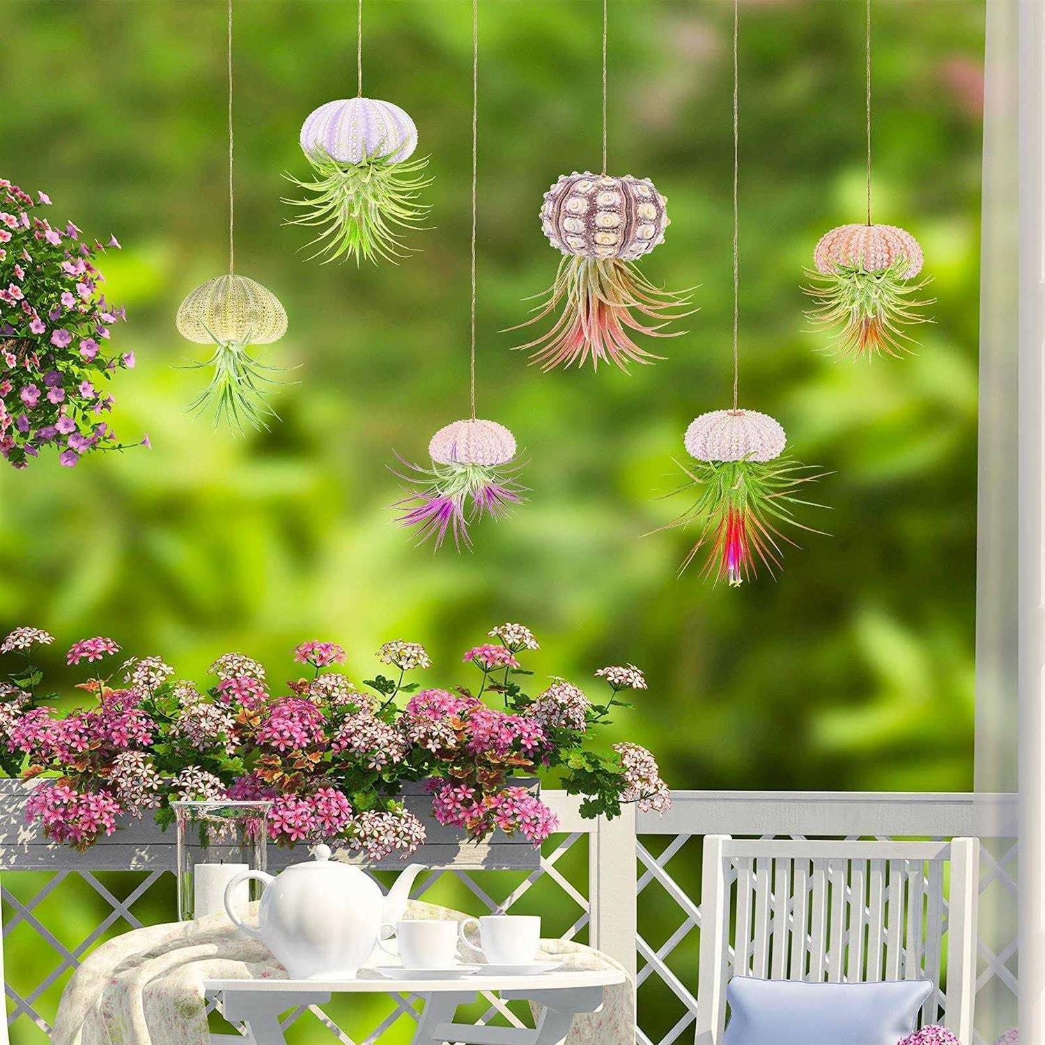 6PCS Hanging Air Plants Holders/Stand Mini Sea Urchin Shell Decorative Tillandsiat Succulent Air Plant Display Container for Home Office Wall Garden - Image 3