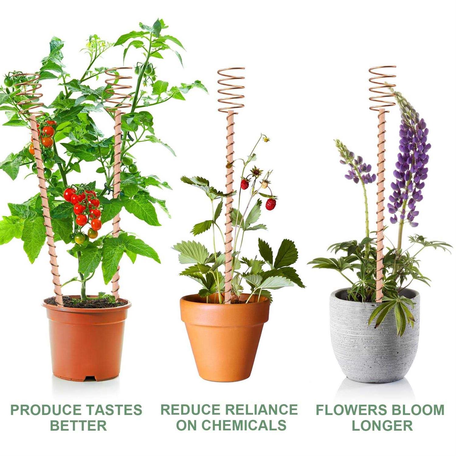 8 Pack 13.5 Electroculture Plant Stakes Long Copper Garden Stakes - Image 3